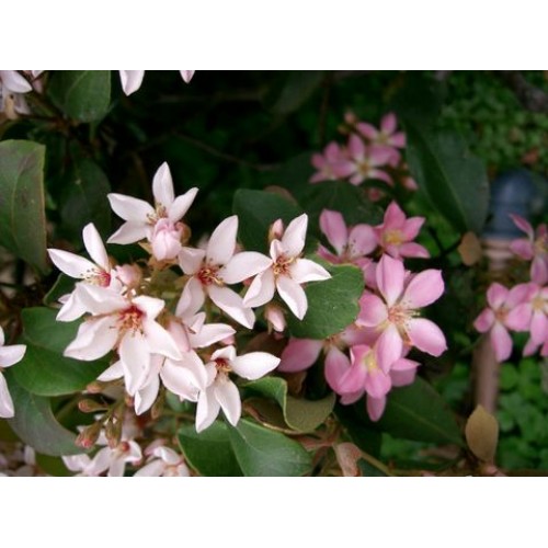 Indian Yeddo Hawthorne x 1 Plants Flowering Hedging Shrubs Evergreen White/Soft Pink Flowers Hawthorn Hardy Frost Rhaphiolepis umbellata